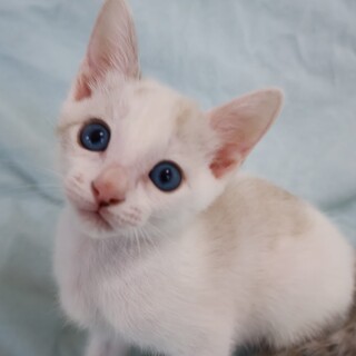 綺麗なブルーアイの男の子（譲渡会参加予定）