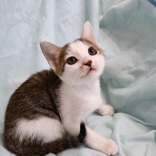 まんまるお顔の女の子（譲渡会参加予定）