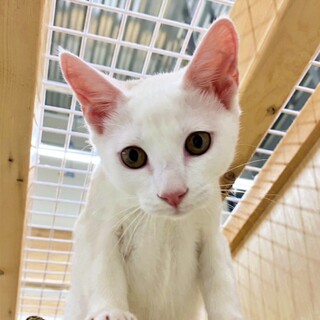 懐っこくて元気いっぱい♡りんちゃん