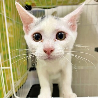 【面談中】♡甘えん坊の白黒子猫♡らむねちゃん