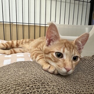 茶トラの甘えん坊♡ケージやトイレもお渡し可能です