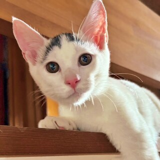 超甘えん坊さんの白黒子猫♡