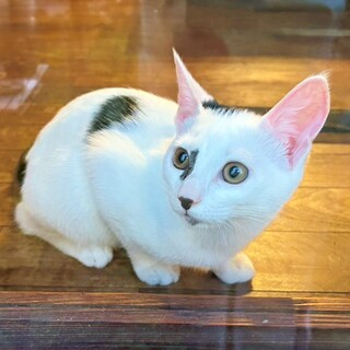 超甘えん坊♪白黒子猫♡はなびくん