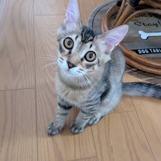 お留守番ができる人馴れ完璧チップ5ヶ月！