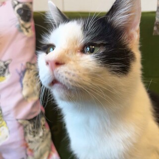 超甘えん坊の添い寝猫コテツくん