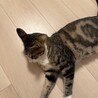 雑種1歳 サムネイル3