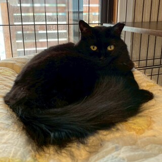 人が大好き♪長毛の黒猫のピンナちゃん