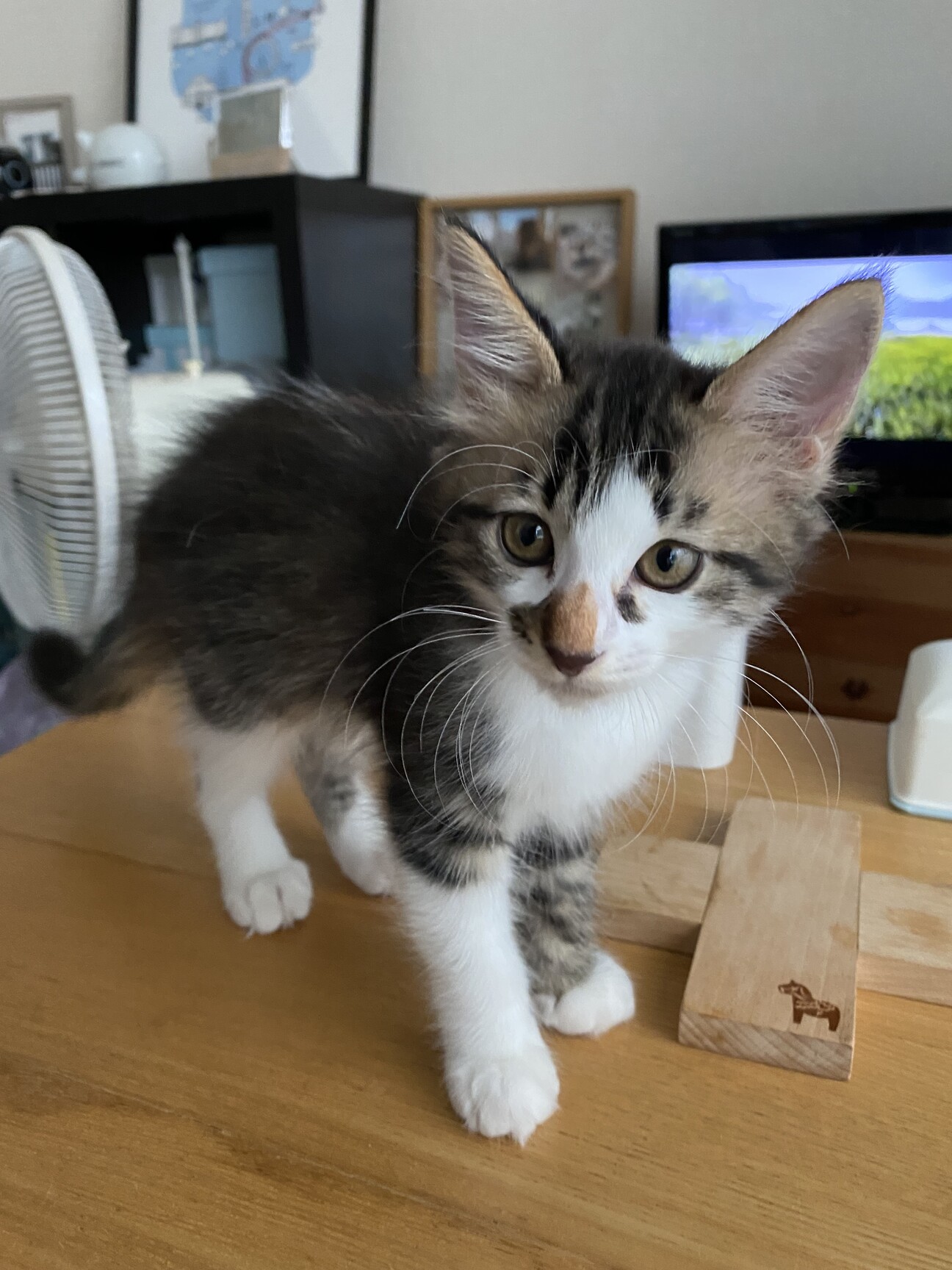 (ΦωΦ)仔猫ちゃん(≧∇≦)b♥ほんわり生後2ヶ月(ΦωΦ)♥♥猫 生後2ヶ月の元気な仔猫」京都府 - 猫の里親募集(526965) :: ペットの