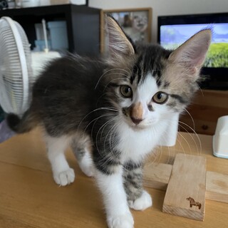 生後２ヶ月の元気な仔猫