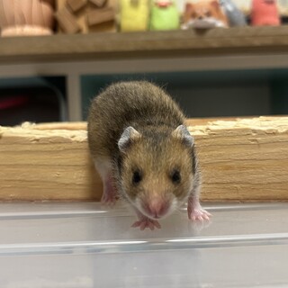 ゴールデンハムスター　クロクマハムスター
