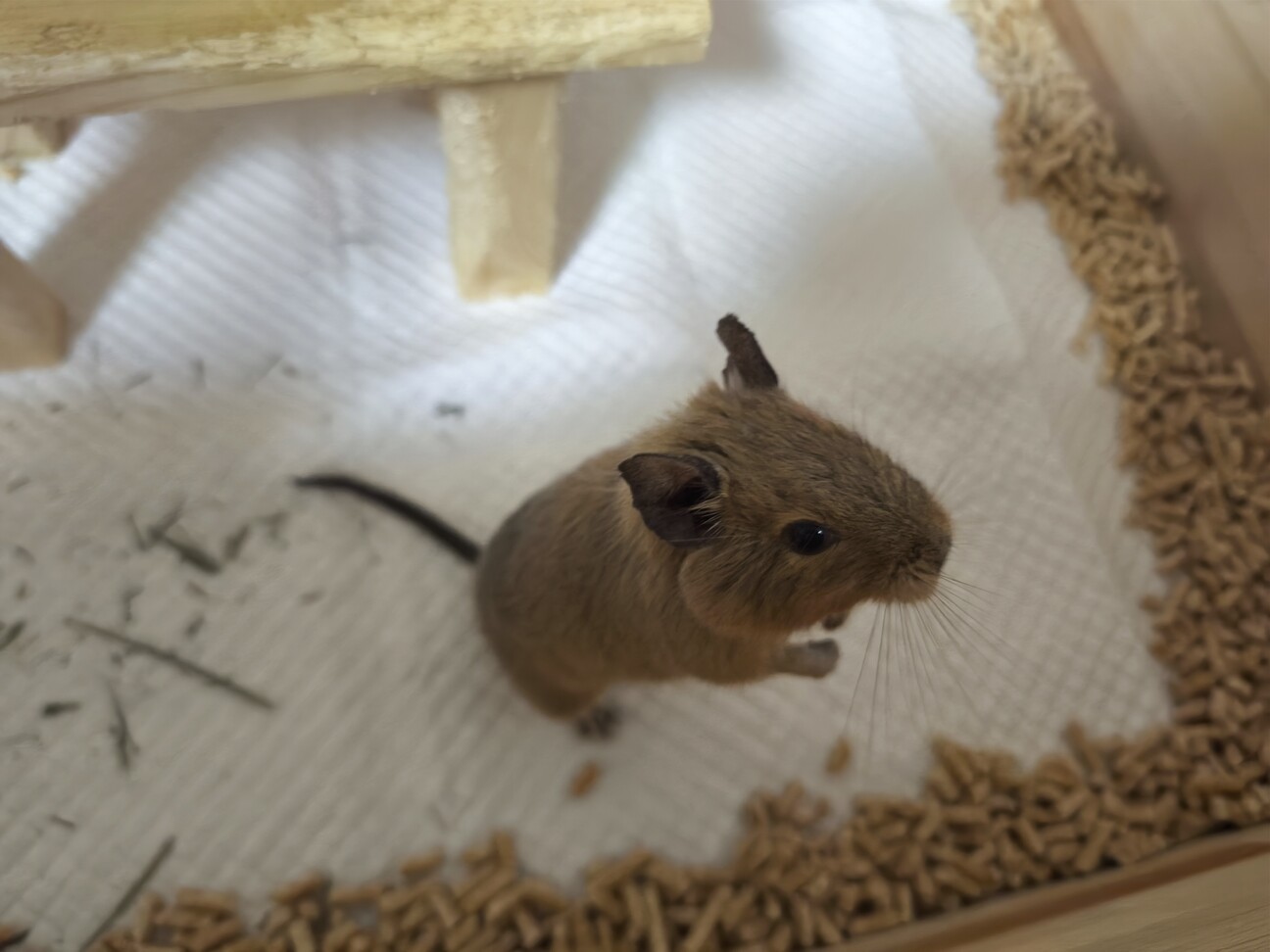 デグー 5歳 2匹」三重県 - 小動物の里親募集(526964) :: ペットの 