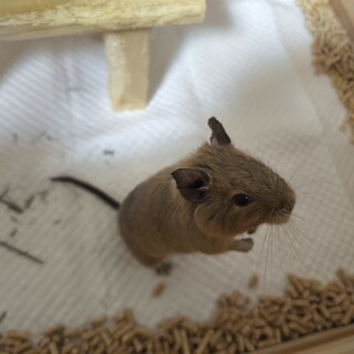 デグー　5歳　2匹