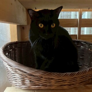 ナデナデ大好きな甘えん坊ルナちゃん