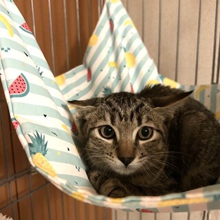 【11/2東銀座】あおばくん★４ヵ月♪