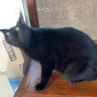 すりすり黒猫二歳オス
