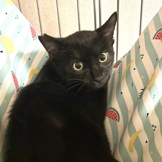 【10/5東銀座】あおやまくん★３ヵ月半♪