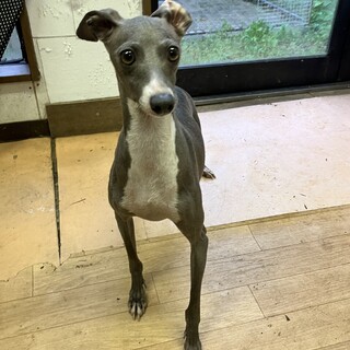 元気で女の子らしい　イタグレ3歳