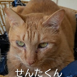 イケメンせんたくん