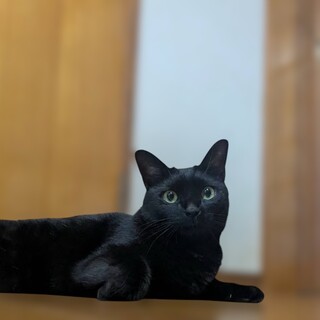 鳴き声がかわいい黒猫の女の子⭐︎母親はシャム猫