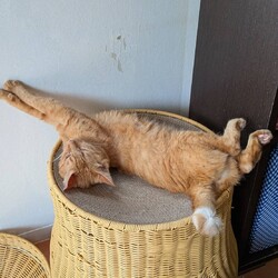 「のびー」サムネイル1