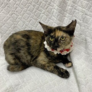 【11/2東銀座】おこしちゃん★５ヵ月半♪