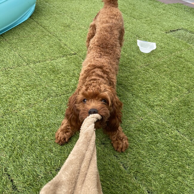 あんばー1102のカバー写真