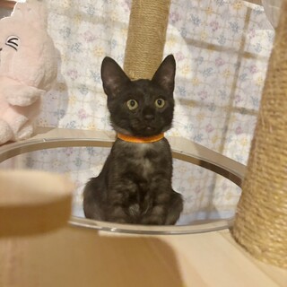 ブラックスモーク兄妹❤︎遊び大好き♡ひじきくん