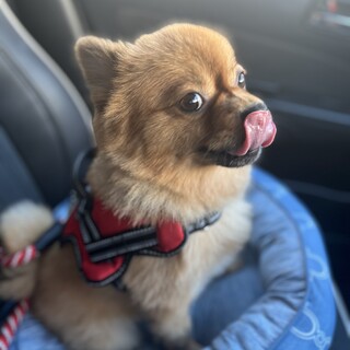 人懐っこいポメラニアンです。里親募集しております。