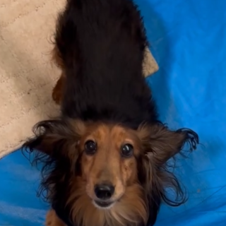 元気いっぱい‼︎甘えん坊のレオ君