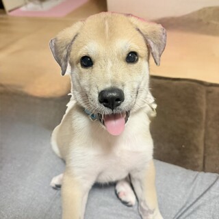 人も犬も猫も大好き【モンくん】