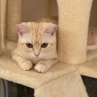 人馴れバッチリ、甘えん坊なラキちゃん