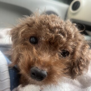 甘えん坊な小さなプードルの男の子