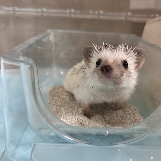 1歳になる女の子ハリネズミの里親さん募集します