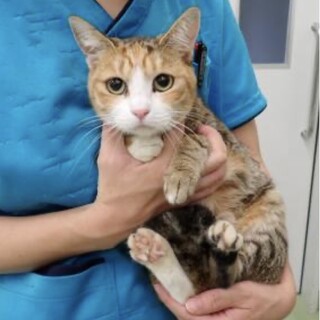 おとなしい三毛猫【天舞（てんま）】ちゃん