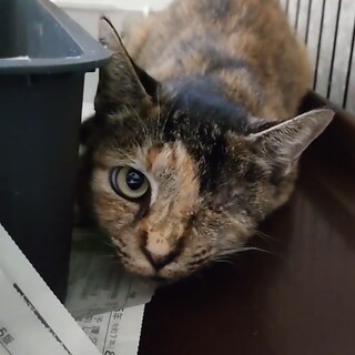 おとなしいサビ猫の【天使（アネラ）】ちゃん