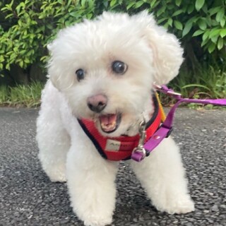 お散歩大好き！自立女子ファーラちゃん