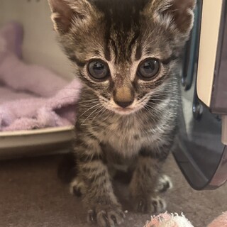 10/12譲渡会　キジの女の子　のあ　1か月