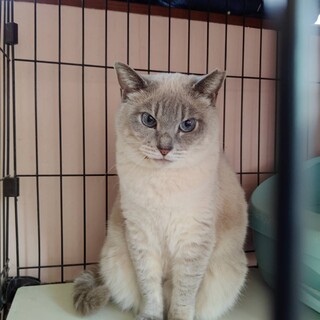 ブルーサフィアの瞳の真真(まま)ちゃん