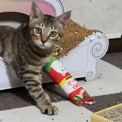 三重県桑名市10月12日(日)リトルパウエイド譲渡会