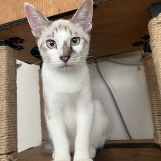 抱っこOK  甘えん坊な男の子　ポッキー　6ヶ月