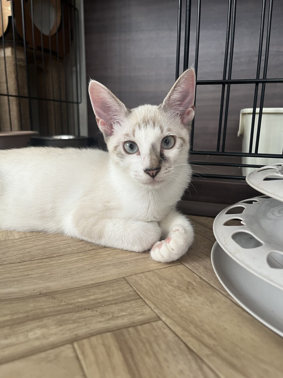はるちゃん★☆様オーダーページ♡おとぎの国の猫と仲間たち♡トートバッグ Amazon | [RAKU PORT JAPAN ReCOM] メイカーズ ムシーナ 刺繍A4