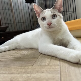 お目目が綺麗な女の子　リボンちゃん　6ヶ月