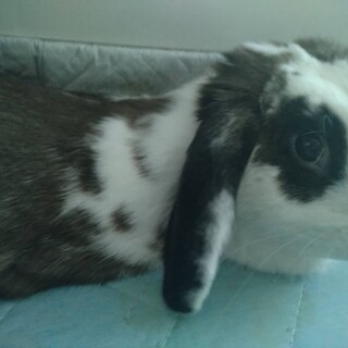 ロップイヤーうさぎ里親募集中！しつけOK