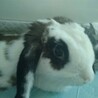 ロップイヤーうさぎ里親募集中！しつけOK サムネイル2