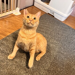 ⭐︎成猫イイネ⭐︎ぽむくん家族募集中