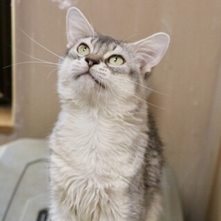 ソマリ・４歳の男の子