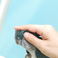 オキナインコ
