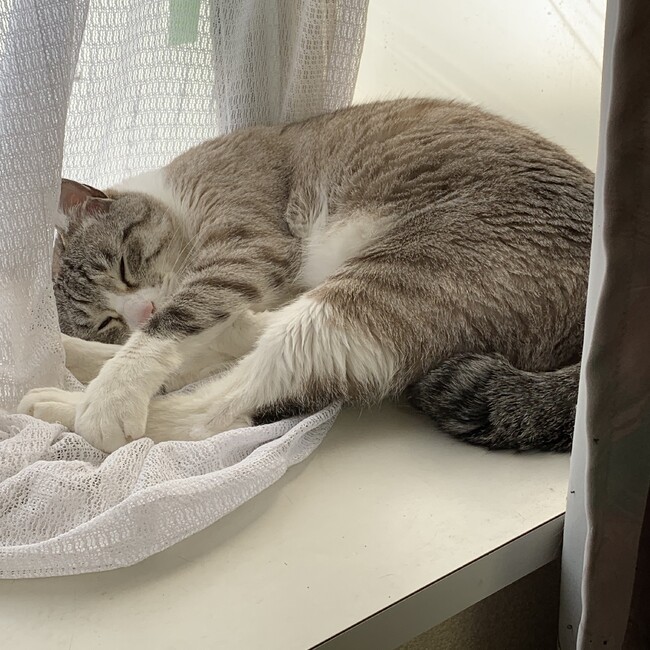 たかはしたけしまのカバー写真