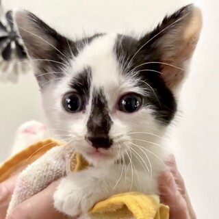 授乳から育てた超甘えん坊の白黒パンダ君