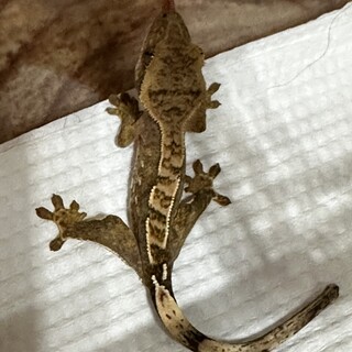 クレステッドゲッコー　赤ちゃん差し上げます！